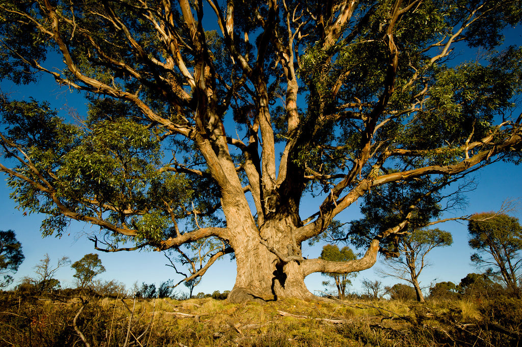 In 6 Minutes, The History and Uses of Eucalyptus