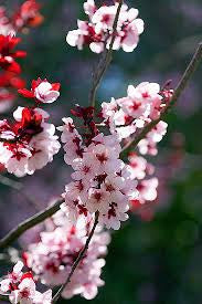 Bath Bomb 6 pack Japanese Cherry Blossom