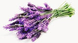 Lavender Essentail Oil 1oz